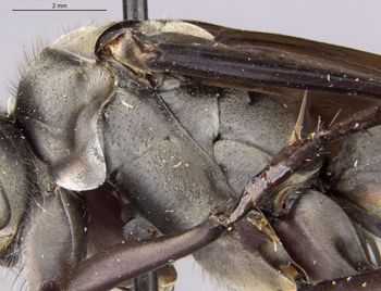 Media type: image;   Entomology 16232 Aspect: thorax lateral